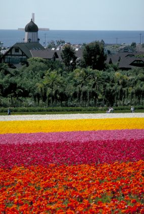 Carlsbad California Flower Fields
